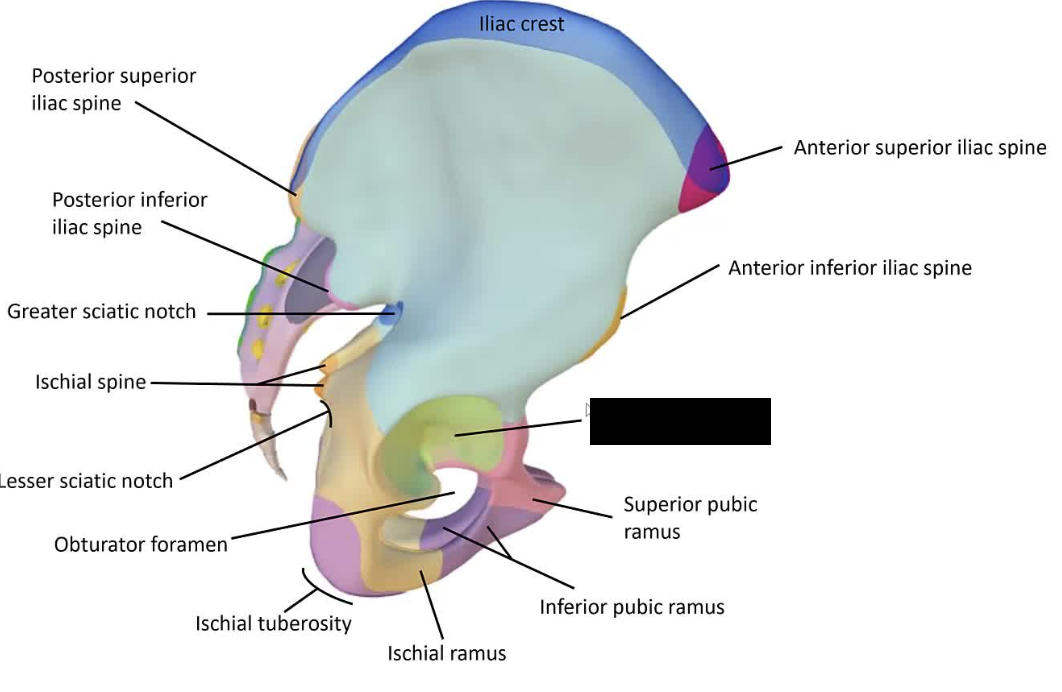 <p>The cup-shaped cavity on the lateral aspect of the pelvis that receives the head of the femur.</p>