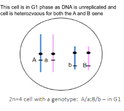 Predicting gamete genotypes(and their frequencies) if the genes are on separate chromosomes (so alleles can assort independently into gametes). If 1,000 cells with this genotype underwent meiosis, what gamete genotypes could be produced and with what frequency or ratio?