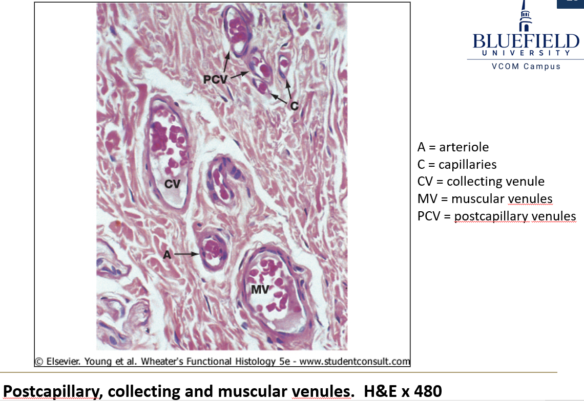 <p>The points where capillaries connect to venules</p><ul><li><p><strong>Receive blood from capillaries</strong>.</p></li><li><p><strong>Endothelium lacks junctions</strong>, making them the <strong>primary site of white blood cell migration</strong>.</p></li></ul><p></p>