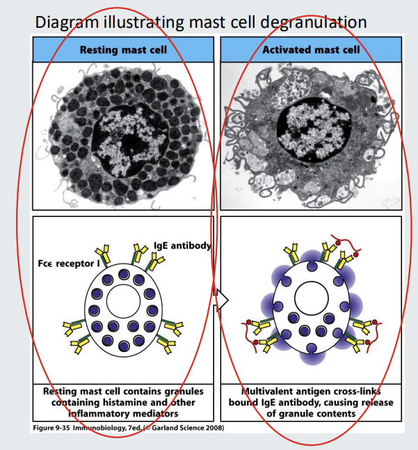<p>Mast cells contain granules each containing <strong><u>pro</u>inflammatory molecules</strong> including <strong>histamine</strong>. Mast cells have receptors for <strong>IgE </strong>(Fc<sup>e</sup> receptors).</p><p>IgE can bind to the Fc<sup>e</sup> receptors of mast cells and so<strong> long as the IgE is <u>not </u>cross linked,</strong> there will be <strong><u>no </u></strong>consequences.</p><p>If the IgE bound to the Fce receptors of mast cells <strong>becomes cross linked (via antiGEN or allegen)</strong>, the mast cell will become activated and granules released resulting in a characteristic <strong>‘allergic’ reaction.</strong></p>