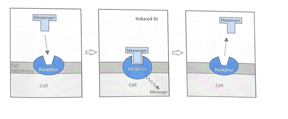 <ul><li><p><span style="background-color: transparent;">Chemical interactions between messenger(ligand) and receptor change the shape of the receptor&nbsp;</span></p></li></ul><p></p><p></p>
