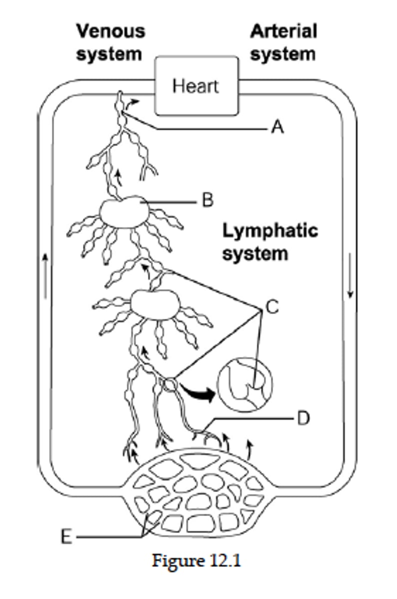 <p>The process by which neutrophils squeeze through capillary walls is called __________.</p>