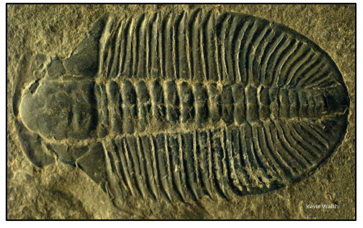 <p>What subphylum does this organism belong to </p>