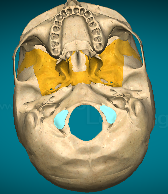 <p>What bone of the cranium is this?</p>
