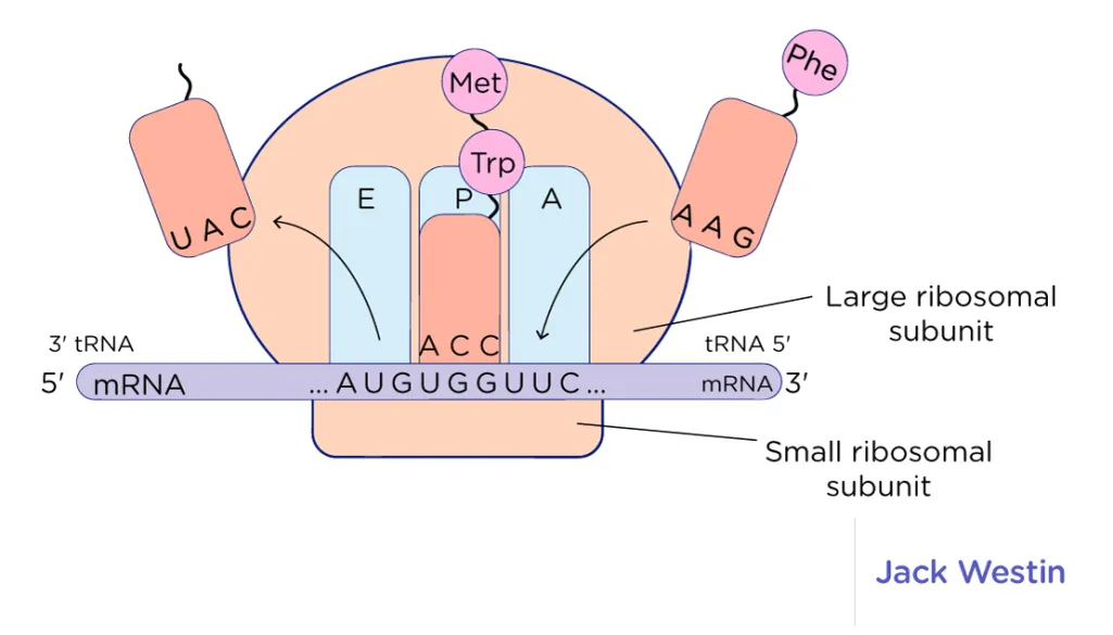 A site: "acceptor site" (actually aminoacyl-tRNA binding site) - where new tRNAs get accepted; when AUG (start codon) enters A site → translation begins

\
P site: "peptide site" (actually peptidyl-tRNA binding site) - the peptide (covalent) bond forms bwn amino acid @ P site and amino acid @ A site

\
E site: "exit site" - empty tRNA exits the ribosome to pick up another amino acid from cytoplasm