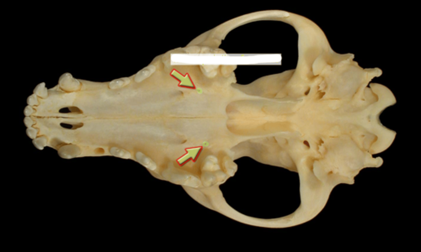 knowt flashcard image