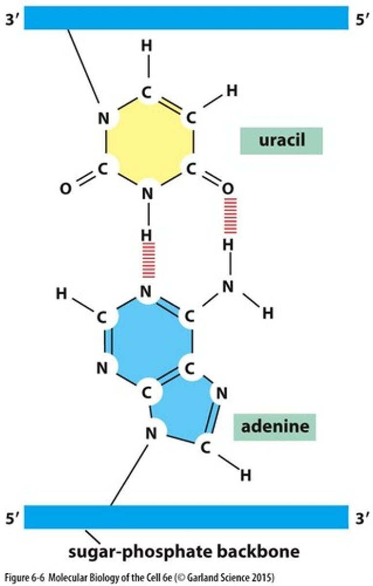 <p>Uracil</p>