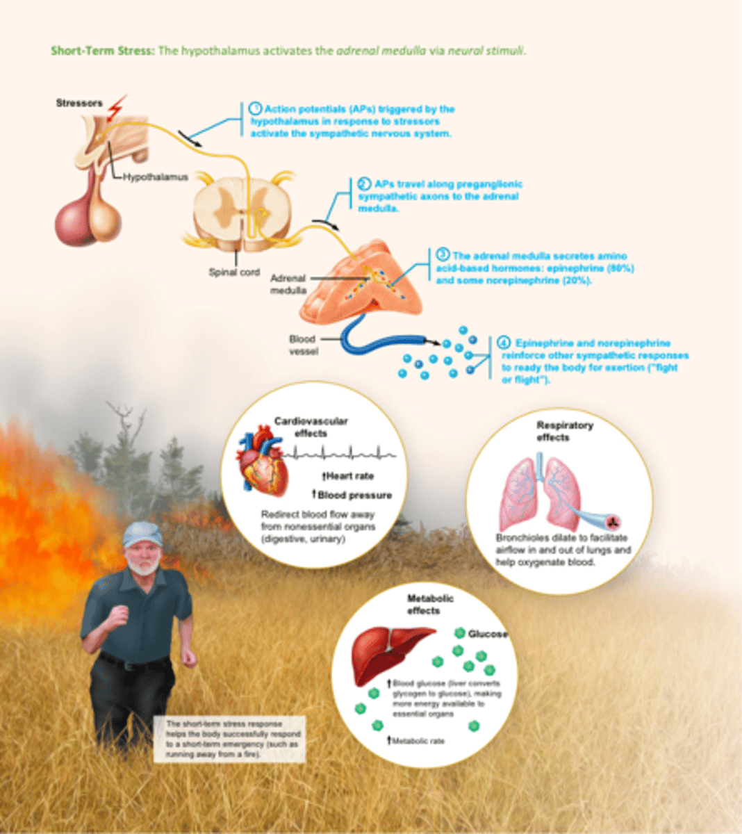 <p>The hypothalamus activates the adrenal medulla via neural stimuli</p>