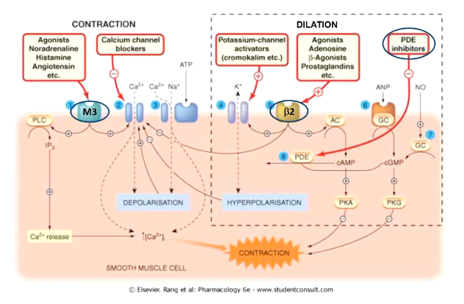 <p>No innervation but <strong>dilated</strong> by circulating <strong>adrenaline</strong></p><ul><li><p>B2 adrenoceptors</p><ul><li><p>increase cAMP in bronchial smooth muscle</p></li><li><p><strong>relaxation </strong>of bronchial smooth muscle</p></li></ul></li></ul><p></p><p>Adrenaline ALSO inhibits the release of histamine from mast cells in allergic reactions</p>