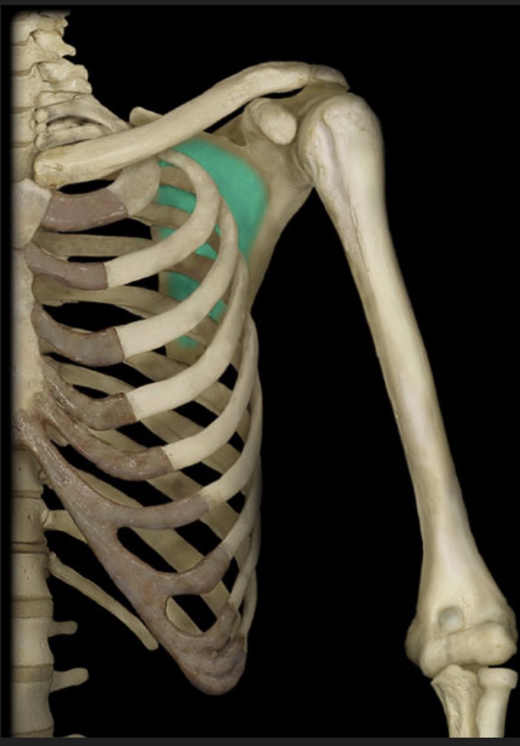 <p><span style="font-family: Arial, sans-serif; color: rgb(45, 59, 69)">depression on the anterior surface of the scapula</span></p>