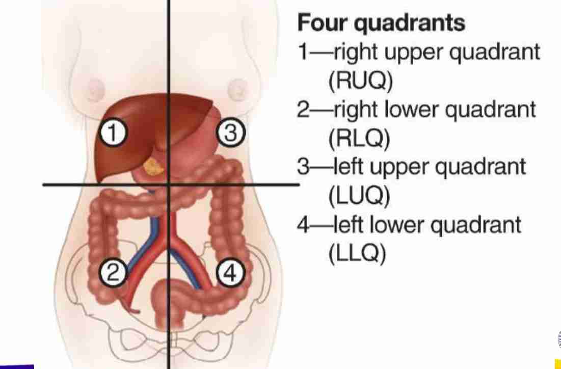 <h4 collapsed="false" seolevelmigrated="true"><strong>Functions of the GI System</strong></h4><ul><li><p><strong>Ingestion</strong>: Intake of food.</p></li><li><p><strong>Digestion</strong>: Breakdown of food (mechanical and chemical).</p></li><li><p><strong>Absorption</strong>: Nutrient transfer to the bloodstream.</p></li><li><p><strong>Excretion</strong>: Waste elimination via defecation.</p></li></ul><h4 collapsed="false" seolevelmigrated="true"><strong>Anatomy of the GI System</strong></h4><ul><li><p><strong>Upper GI Tract</strong>: Mouth, pharynx, esophagus, stomach.</p></li><li><p><strong>Lower GI Tract</strong>: Small intestine (duodenum, jejunum, ileum), large intestine (colon, rectum, anus).</p></li><li><p><strong>Accessory Organs</strong>: Liver, gallbladder, pancreas.</p></li></ul><h4 collapsed="false" seolevelmigrated="true"><strong>GI System Landmarks for Physical Assessment</strong></h4><ul><li><p><strong>Four Quadrants</strong>:</p><ul><li><p><strong>Right Upper Quadrant (RUQ)</strong>: Liver, gallbladder, right kidney, pancreas head.</p></li><li><p><strong>Left Upper Quadrant (LUQ)</strong>: Stomach, spleen, left kidney, pancreas body.</p></li><li><p><strong>Right Lower Quadrant (RLQ)</strong>: Appendix, cecum, right ovary.</p></li><li><p><strong>Left Lower Quadrant (LLQ)</strong>: Sigmoid colon, left ovary.</p></li></ul></li></ul>