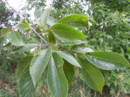 (Ulmus americana)