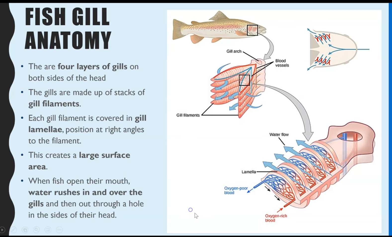 knowt flashcard image