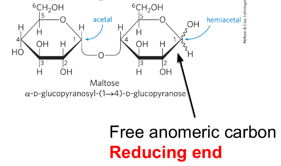 <p>the end of a disaccharide/polysaccharide with a free anomeric carbon</p>
