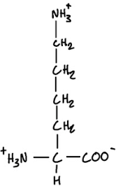 <p>1-Letter Abbreviation</p>