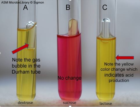 <p><strong>Positive:</strong> Yellow (acid) ± bubble (gas)<br><strong>Meaning:</strong> Fermentation of the sugar</p>