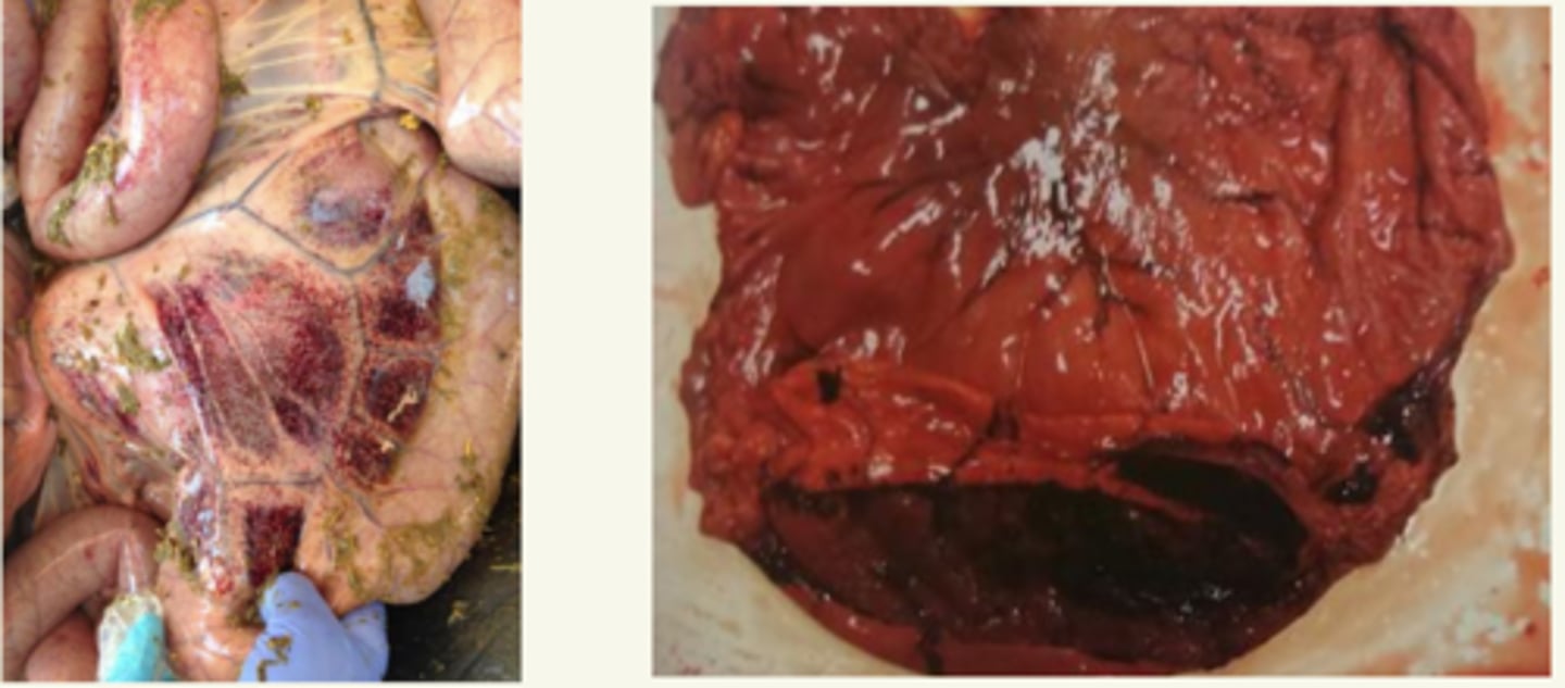 <p>a lo large de la curvatura mayor</p>