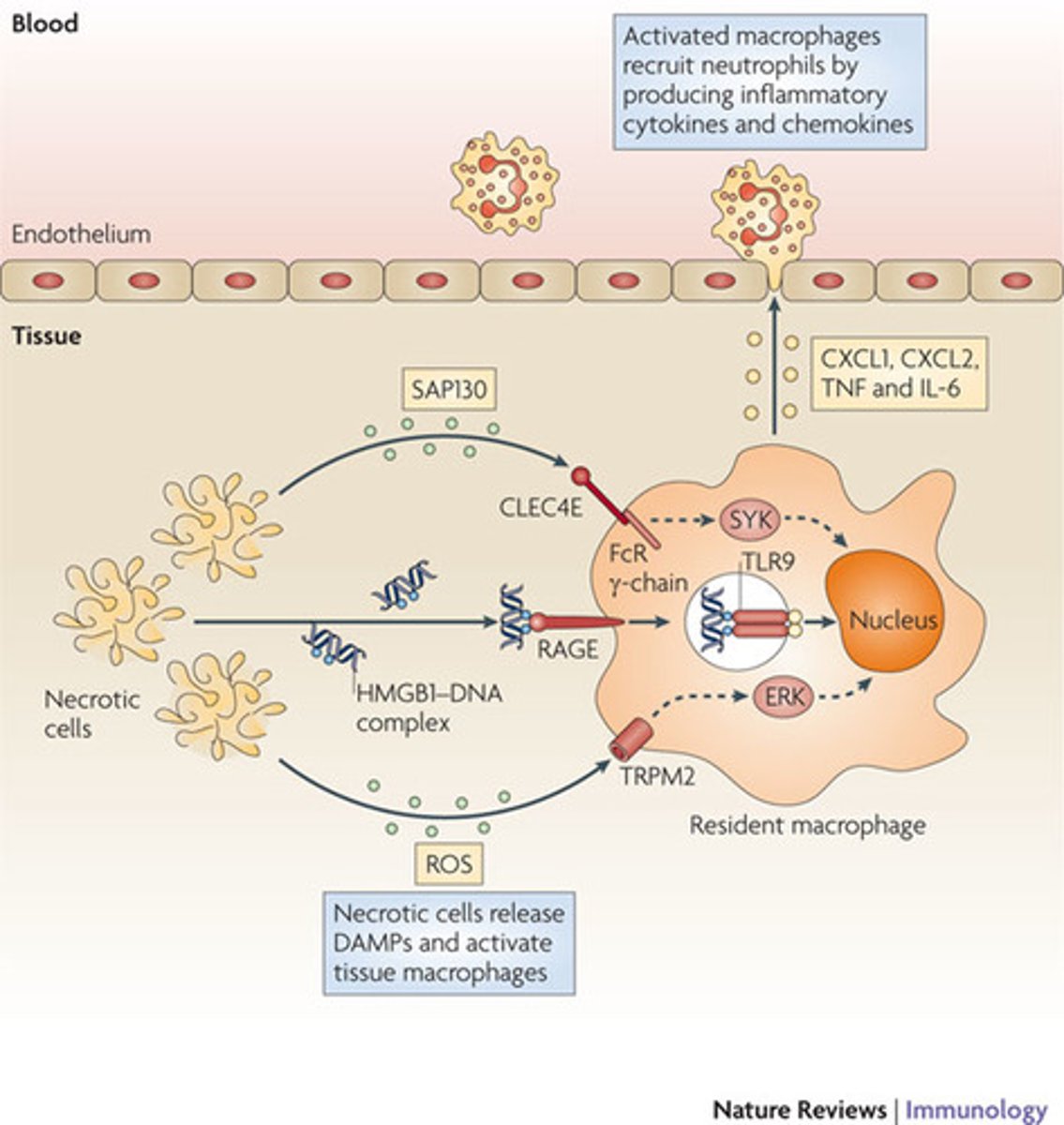 <p>Macrophages are located in your tissues. Upon activation, macrophages will release chemicals that will signal to the endothelial cells lining your blood vessels to present certain chemicals on the inner wall of the blood vessel. Neutrophils will be attracted to and bind to these chemicals, allowing them to then squeeze between the endothelial cells and enter the tissues.</p>