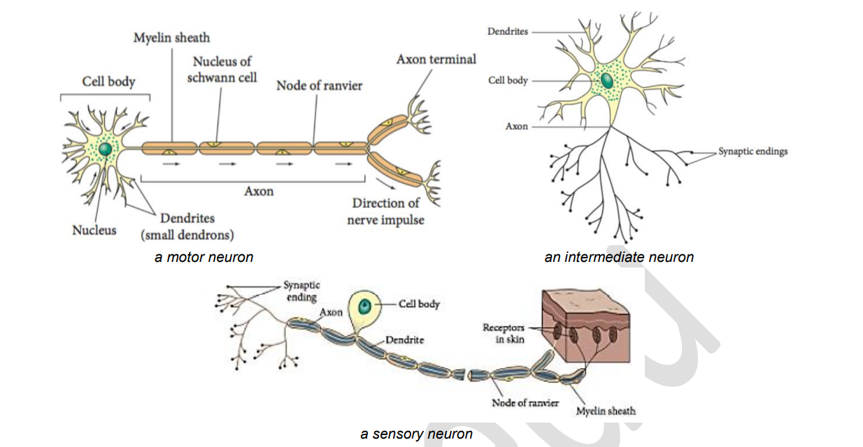 Sensory: carry impulses from receptors to the CNS (brain or spinal cord)
Relay (intermediate): connect sensory and motor neurones
Motor: carry impulses from the CNS to effectors (muscles or glands)