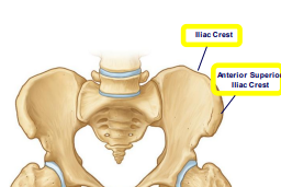 <p>hips</p>