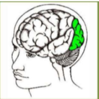 Concerned with the many aspects of vision.