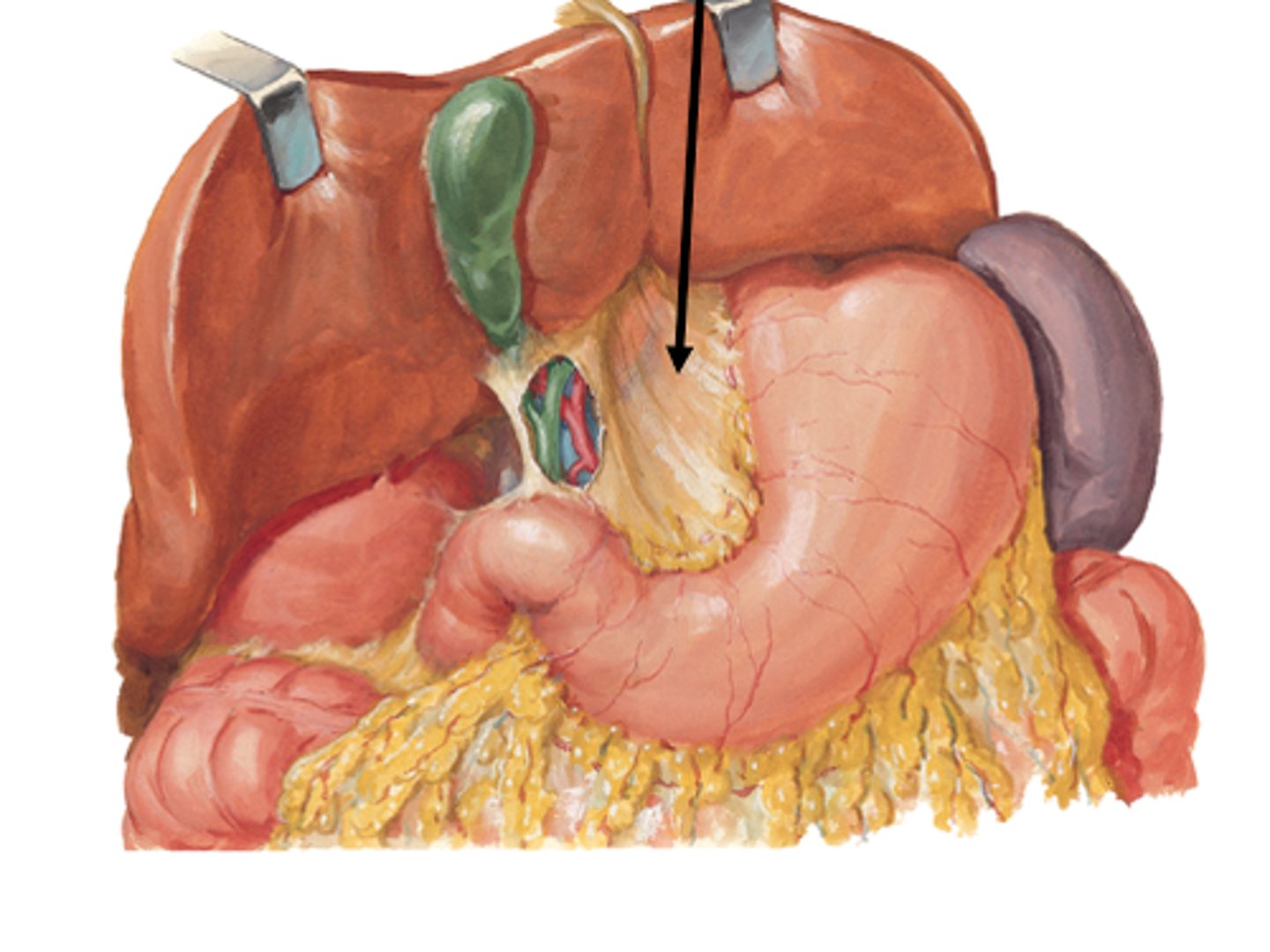 <p>Name the Mesentery</p>