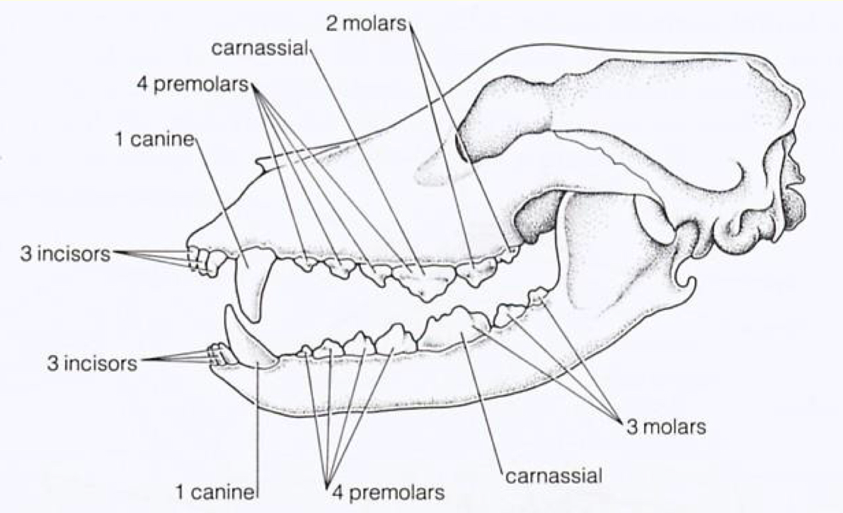 <ul><li><p>I/I, C/C, P/P, M/M</p><ul><li><p>upper/lower incisors, canines, premolars, and molars on ONE side of mouth</p></li></ul></li><li><p>Example—dog &amp; bear: 3/3 1/1 4/4 2/3</p></li></ul><p></p>