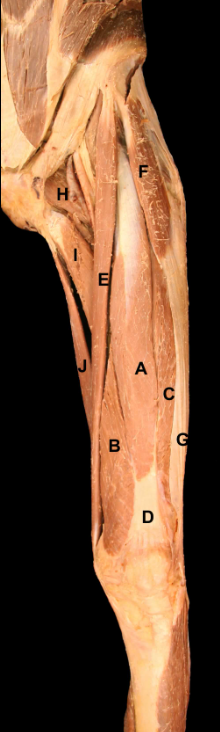<p>deep to the rectus femorus m. (A)</p>