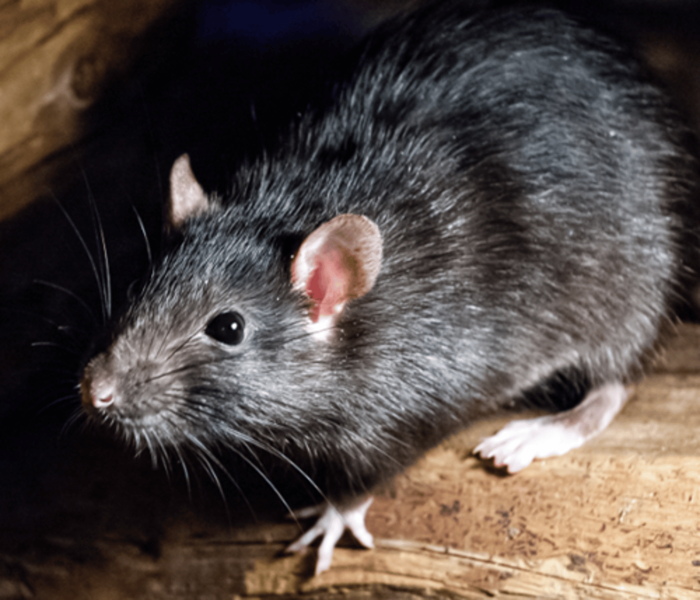 <p>Name, habitat, range</p>