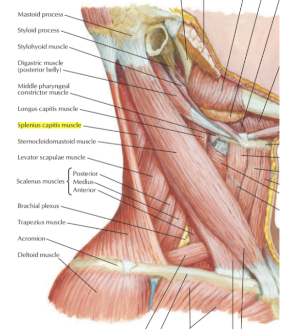 <ul><li><p>Origin —</p><ul><li><p>Lower half of ligamentum nuchae — spinous processes C3-T3</p></li></ul></li><li><p>Insertion —</p><ul><li><p>Mastoid process, skull below lateral one-third of superior nuchal line</p></li></ul></li><li><p>Innervation —</p><ul><li><p>Posterior rami of middle cervical nerves</p></li></ul></li><li><p>Function —</p><ul><li><p>Together, draw head backward</p></li><li><p>Individually, draw &amp; rotate head to one side</p><ul><li><p>(turn face to same side)</p></li></ul></li></ul></li></ul>