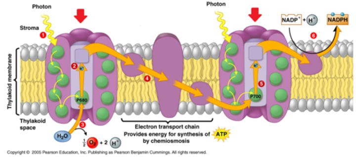 <p>A light-harvesting complex in the thylakoid composed of pigments and proteins.</p>