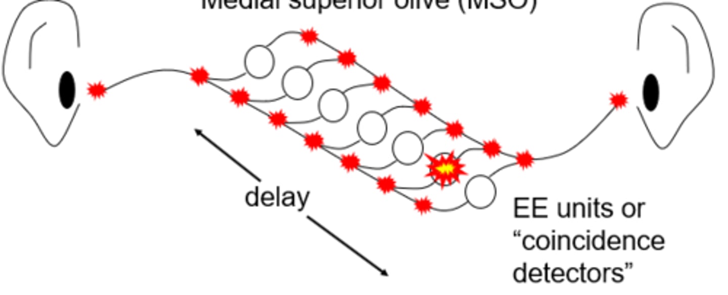 <p>Theory developed by Jeffress that lots of work has backed up</p><p>-exploits phase locking (L12)</p><p>-the axonal delay is used to work out which ear was stimulated first</p><p>-using coincidence detector's (or EE units) which need action potentials from both sides to reach them at the same time to fire</p><p>-in the medial superior olive they are arranged so there is a different delay from each ear for them to be reached at the same time</p><p>-neurological map of sound detectors in head</p>