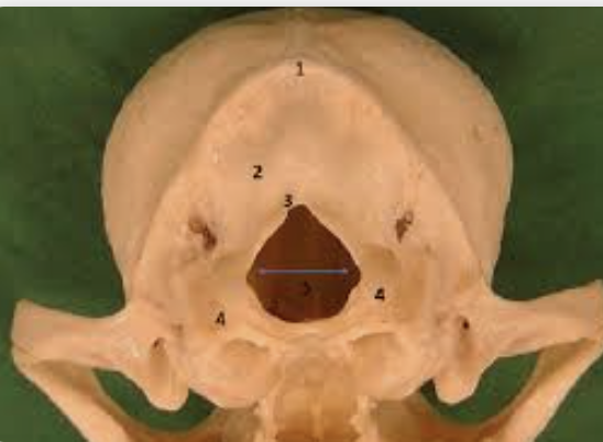 <p>hole in the base of the skull through which the spinal cord passes </p>