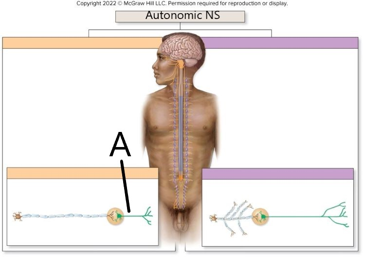 <p>The neuron in the figure labeled A belongs to the division of the autonomic nervous system</p>