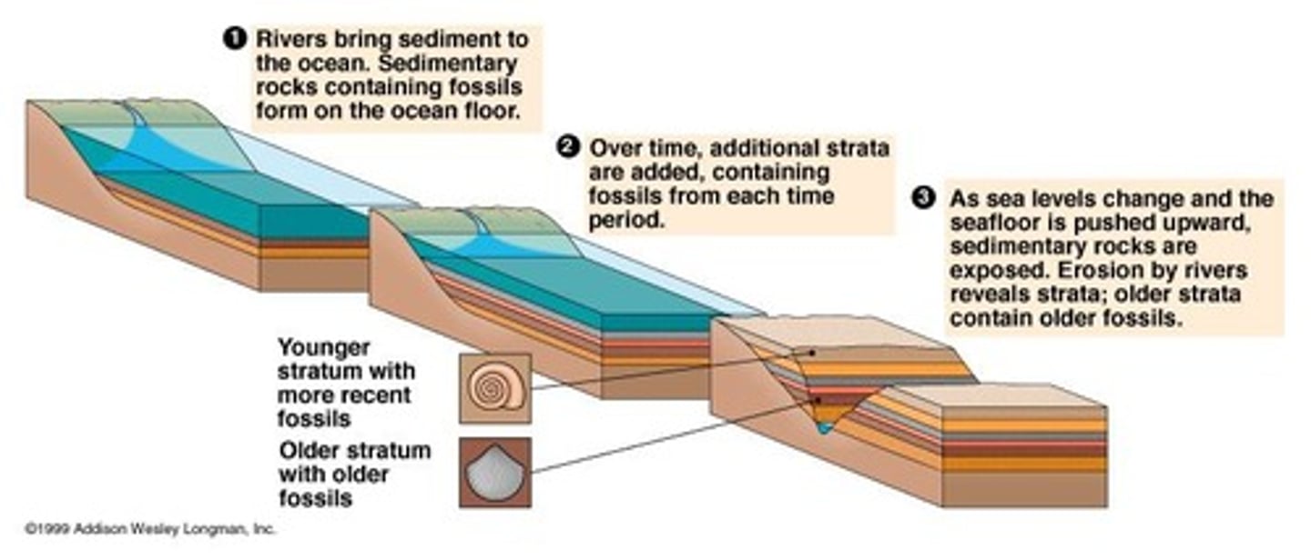 <p>Fossils are remains or imprints of past life preserved in sediments, forming through processes like weathering of rock.</p>