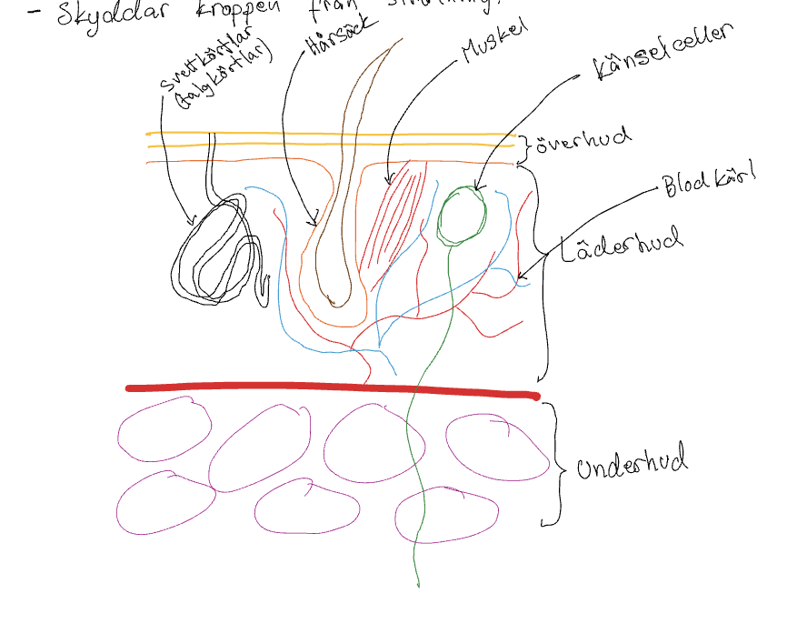 <p>Hud - kroppens största organ, har flera viktiga funktioner:</p><p>-Syntetiserar D-vitamin</p><p>-Skyddar organ &amp; de känsligare delarna av kroppen</p><p>-Reglerar temperaturen</p><p>-Bihåller vätskebalans</p><p>-Skyddar kroppen mot strålning</p>