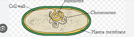 <p>mesosomes</p>