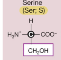 <p>Serine (Polar but uncharged side chains aka hydrophilic)</p>