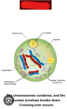 <p>The beginning of meiosis 1. In this phase, similarly to prophase in mitosis, nuclear envelope begins to dissolve and DNA bunches up into condensed form. In addition cross over occurs which means chromosomes exchange one, or multiple, small pieces with each other to increase genetic variation. Lastly meiotic spindle is built.</p>