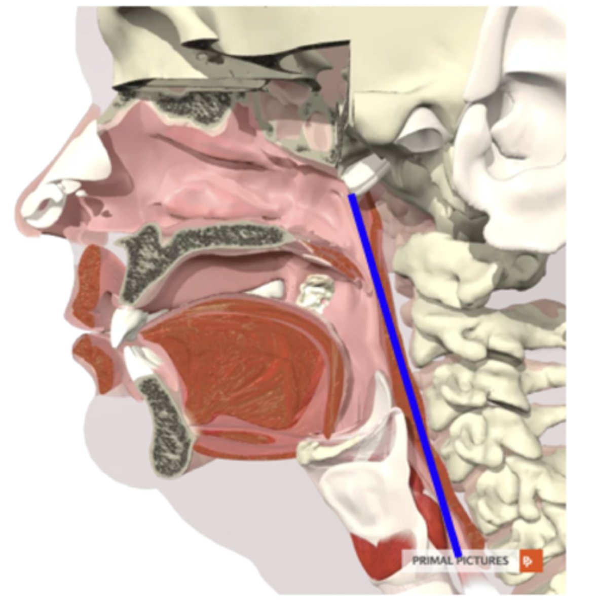 <p>from base of skull to superior surface of cricoid cartilage</p>