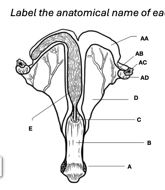 <p>Vagina</p>