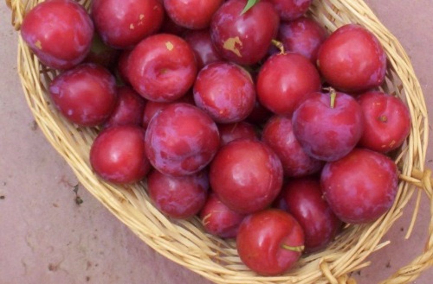 <p>(n) mận hà nội</p>