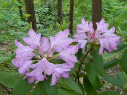 <p><span>Rhododendron x catawbiense / Catawba Hybrid Rhododendron</span></p>