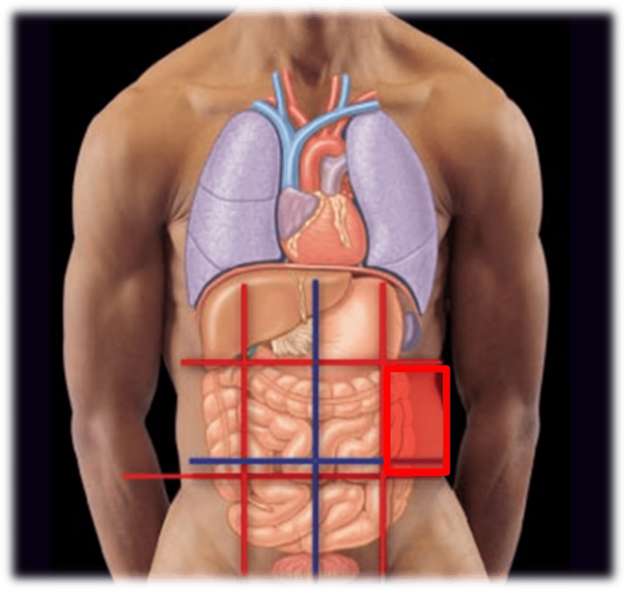 knowt flashcard image