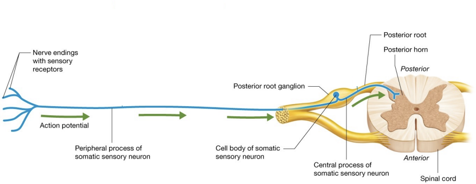 <ol><li><p>peripheral process transmits action poetnial from sensory receptors to neuron’s central process </p></li><li><p>central process transmits actions potential from peripheral process to posterior horn, eventually synapsing on second-neuron in spinal cord or brain stem </p></li><li><p>action potential propagated down peripheral process does not generally reach cell body ;  instead, usually transmitted to central process in area when peripheral and central processes come into contact near cell body </p></li></ol><p></p>