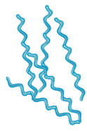 <p><span>This is an example of </span><span style="color: mediumseagreen"><strong>[shape]</strong></span><span> bacteria</span></p>