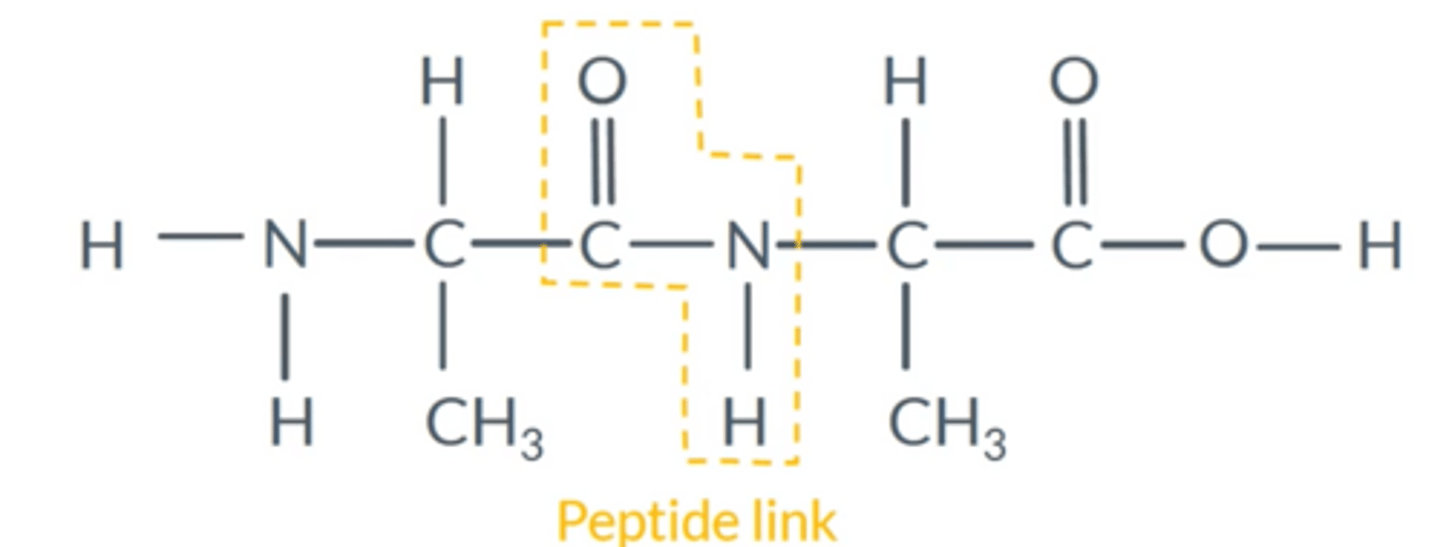 <p>Two amino acids bonded together (a dimer)</p>