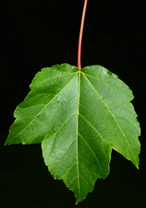<p><em>Acer rubrum</em></p>