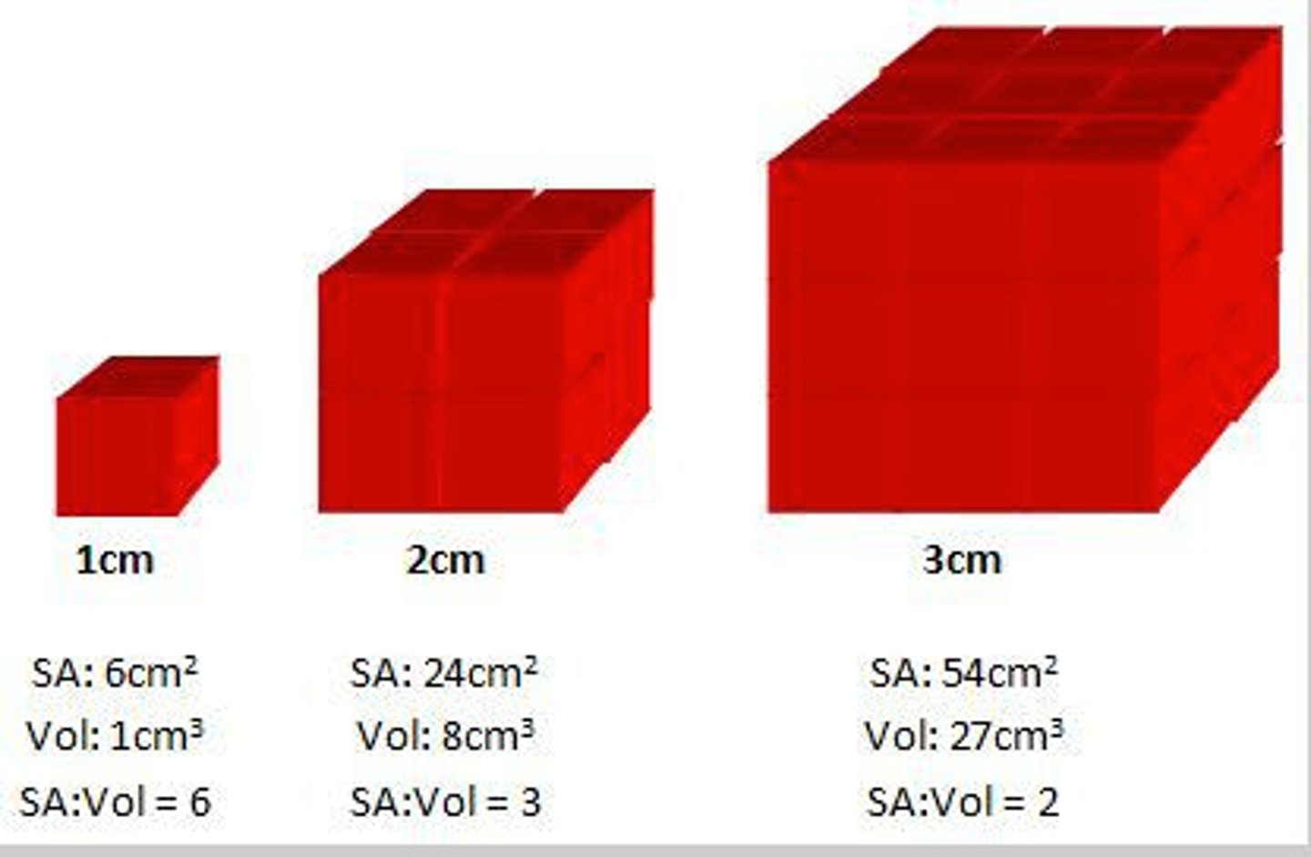 <p>The larger the surface area to volume ratio, the faster the rate of diffusion.</p>