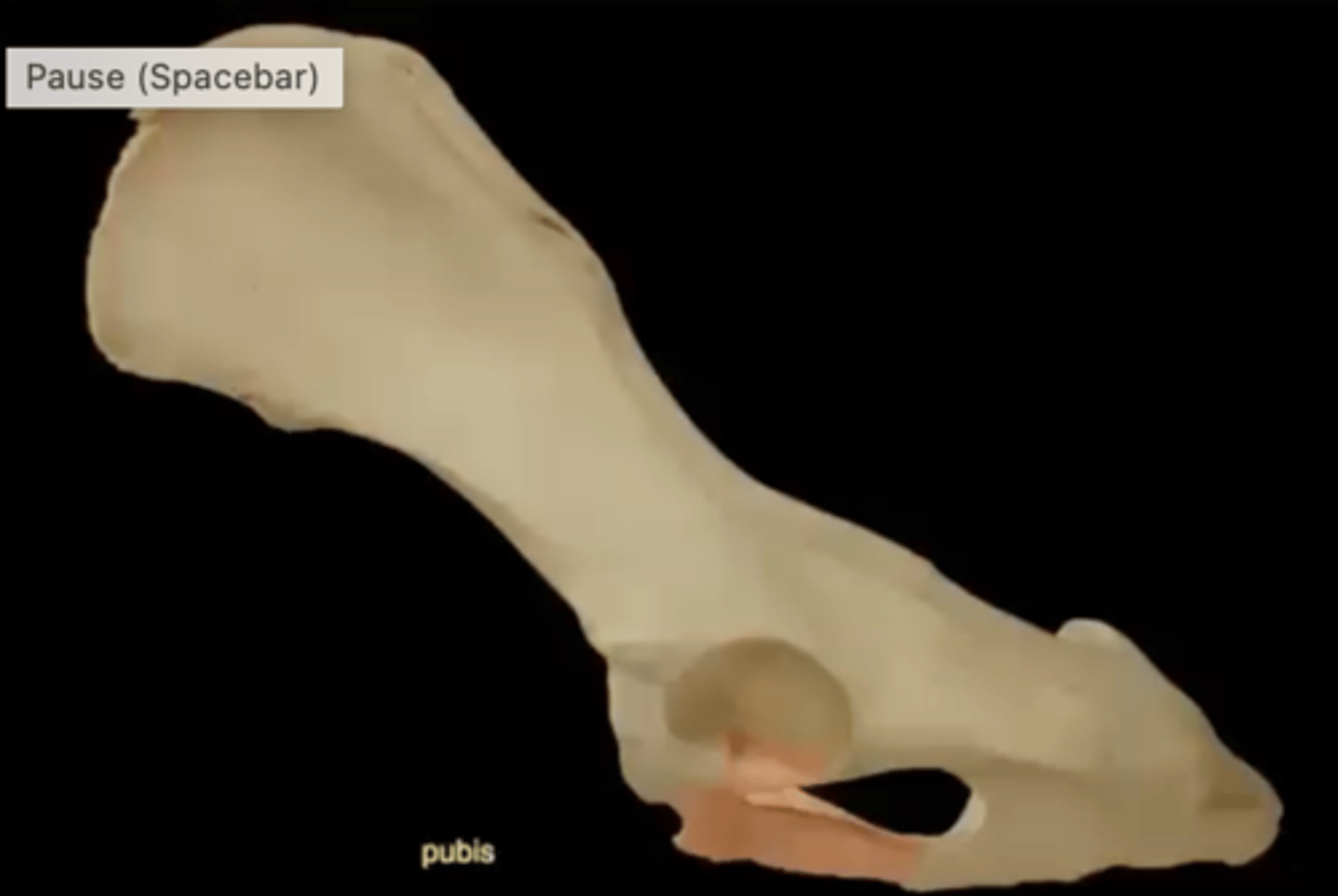 <p>a bone that forms the ventral and anterior part of the pelvis, joining with the other pelvic bones (ilium and ischium)</p>